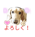 うちの愛犬ニコルめっちゃ可愛い（個別スタンプ：2）