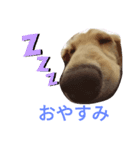 うちの愛犬ニコルめっちゃ可愛い（個別スタンプ：3）