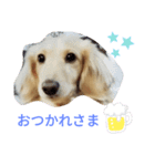 うちの愛犬ニコルめっちゃ可愛い（個別スタンプ：6）