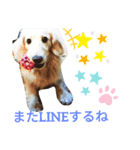 うちの愛犬ニコルめっちゃ可愛い（個別スタンプ：8）