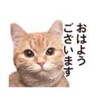 ［猫写真］アメショのルナさん（個別スタンプ：1）