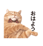 ［猫写真］アメショのルナさん（個別スタンプ：2）