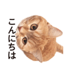 ［猫写真］アメショのルナさん（個別スタンプ：3）