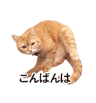 ［猫写真］アメショのルナさん（個別スタンプ：4）