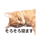 ［猫写真］アメショのルナさん（個別スタンプ：5）