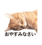 ［猫写真］アメショのルナさん（個別スタンプ：6）