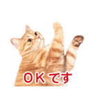 ［猫写真］アメショのルナさん（個別スタンプ：7）
