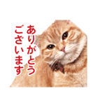 ［猫写真］アメショのルナさん（個別スタンプ：9）