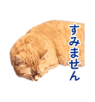 ［猫写真］アメショのルナさん（個別スタンプ：10）
