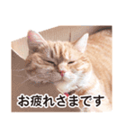 ［猫写真］アメショのルナさん（個別スタンプ：11）