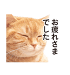 ［猫写真］アメショのルナさん（個別スタンプ：12）