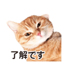 ［猫写真］アメショのルナさん（個別スタンプ：13）