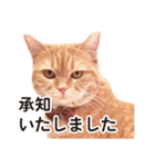 ［猫写真］アメショのルナさん（個別スタンプ：14）