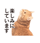 ［猫写真］アメショのルナさん（個別スタンプ：15）