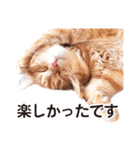 ［猫写真］アメショのルナさん（個別スタンプ：16）