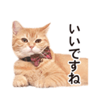 ［猫写真］アメショのルナさん（個別スタンプ：17）