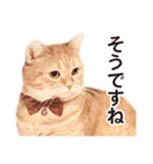 ［猫写真］アメショのルナさん（個別スタンプ：18）