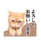［猫写真］アメショのルナさん（個別スタンプ：19）
