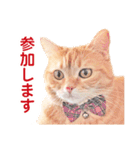 ［猫写真］アメショのルナさん（個別スタンプ：20）