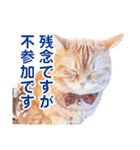 ［猫写真］アメショのルナさん（個別スタンプ：21）