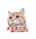 ［猫写真］アメショのルナさん（個別スタンプ：22）