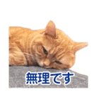［猫写真］アメショのルナさん（個別スタンプ：23）
