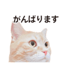 ［猫写真］アメショのルナさん（個別スタンプ：24）