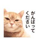 ［猫写真］アメショのルナさん（個別スタンプ：25）