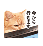 ［猫写真］アメショのルナさん（個別スタンプ：26）