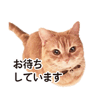 ［猫写真］アメショのルナさん（個別スタンプ：27）