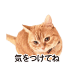 ［猫写真］アメショのルナさん（個別スタンプ：28）