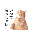 ［猫写真］アメショのルナさん（個別スタンプ：29）