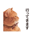 ［猫写真］アメショのルナさん（個別スタンプ：30）