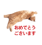 ［猫写真］アメショのルナさん（個別スタンプ：31）