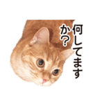 ［猫写真］アメショのルナさん（個別スタンプ：32）
