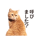 ［猫写真］アメショのルナさん（個別スタンプ：33）