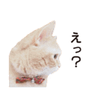 ［猫写真］アメショのルナさん（個別スタンプ：35）