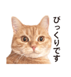 ［猫写真］アメショのルナさん（個別スタンプ：36）