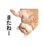 ［猫写真］アメショのルナさん（個別スタンプ：38）