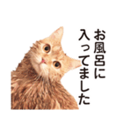 ［猫写真］アメショのルナさん（個別スタンプ：39）