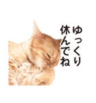 ［猫写真］アメショのルナさん（個別スタンプ：40）
