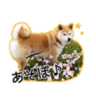 播州のごんちゃん（個別スタンプ：1）