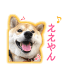 播州のごんちゃん（個別スタンプ：3）