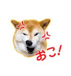 播州のごんちゃん（個別スタンプ：6）