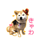 播州のごんちゃん（個別スタンプ：10）
