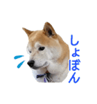 播州のごんちゃん（個別スタンプ：11）