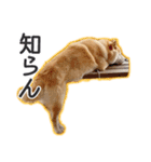 播州のごんちゃん（個別スタンプ：12）