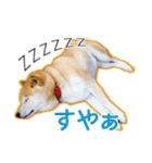 播州のごんちゃん（個別スタンプ：14）