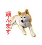 播州のごんちゃん（個別スタンプ：15）