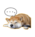播州のごんちゃん（個別スタンプ：16）